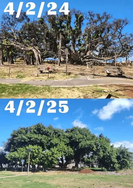 Comparison of the Lahaina Banyan Tree in April 2024 and April 2025 showing increased green growth