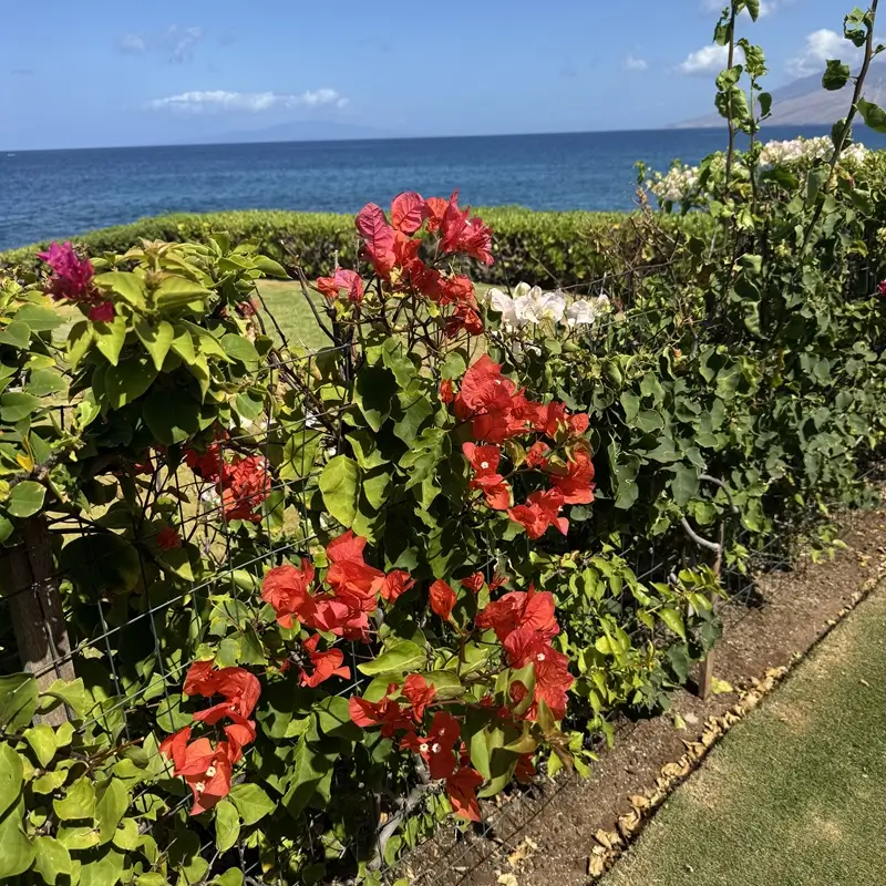 Red bougainvillea flowers with ocean view and coastal greenery in Maui
