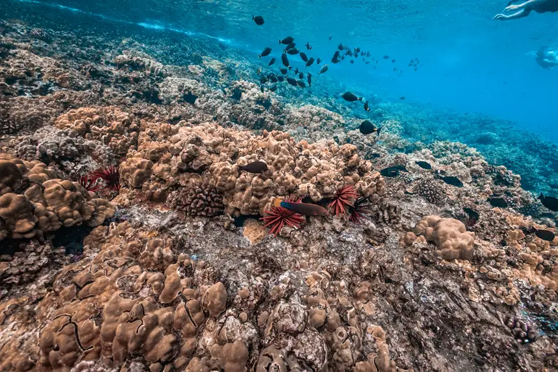 Wide underwater view of coral reef formations in Maui with fish swimming above the reef and red sea urchins visible below.