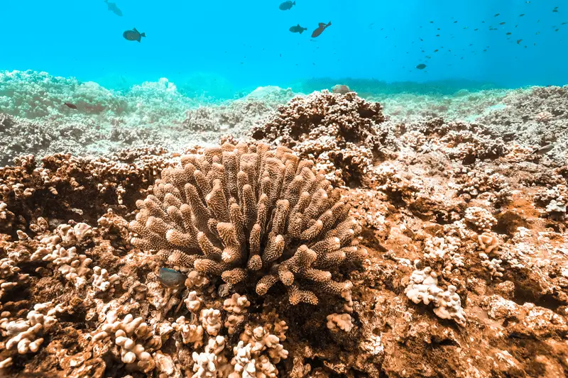 Underwater Maui coral reefs scene in clear blue water with scattered fish swimming above the reef.
