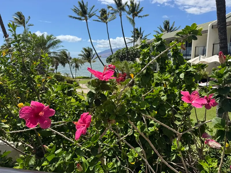 Flowers In Maui Guide: Common Blooms, Native Plants, And Where To See Them