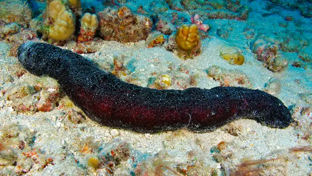 Sea cucumber stretched across sandy coral reef floor with rocks and marine life in Maui