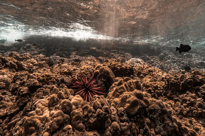 Red sea urchin among coral formations on a reef in Maui with sunlight filtering through the water above.