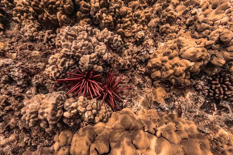Maui Sea Urchins (Wana): 5 Types, Stings, And Where You’ll See Them