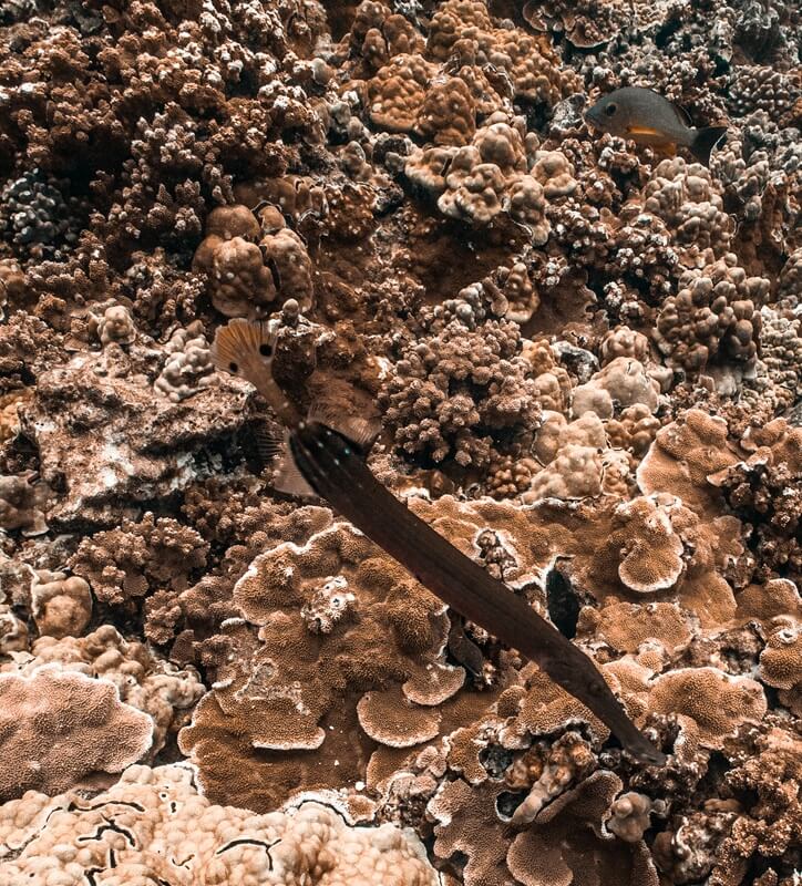Trompetenfisch schwimmt über Korallenriff mit tropischen Fischen in Maui Unterwasserszene