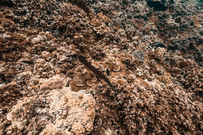 Trumpetfish Maui Guide: How To Spot This Sneaky Reef Fish While Snorkeling