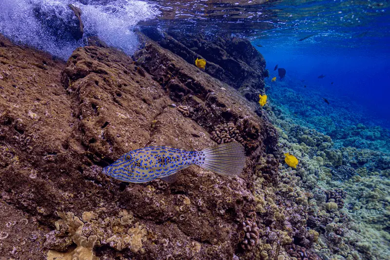 Eine Pfauenflunder ruht auf einem felsigen Korallenriff im klaren blauen Wasser vor Maui, in der Nähe befinden sich kleine gelbe Fische.