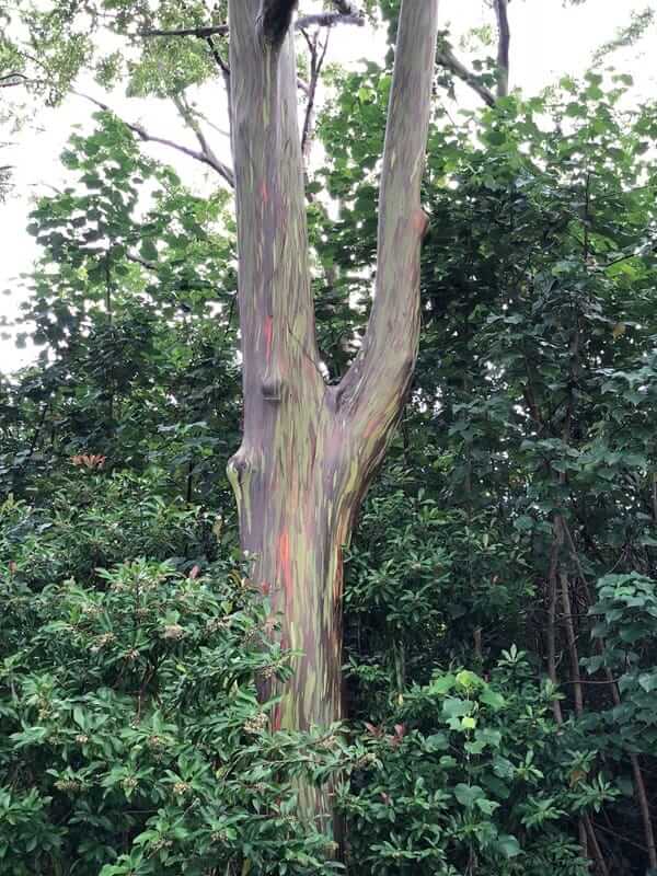 Rainbow eucalyptus tree with multicolored bark surrounded by lush greenery in Maui