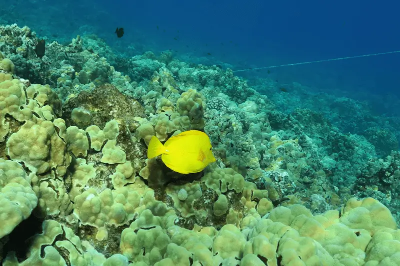 マウイ島のイエロータン：この鮮やかなサンゴ礁の魚を見つける方法