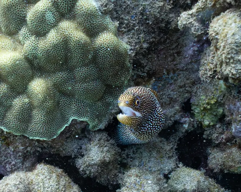 Whitemouth moray eel peeking from rocky coral reef underwater in clear Maui ocean water.