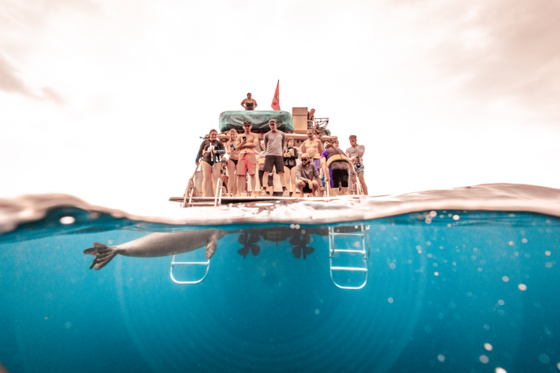 Hawaiian monk seal swimming underwater near a snorkel boat with guests in Maui ocean waters.
