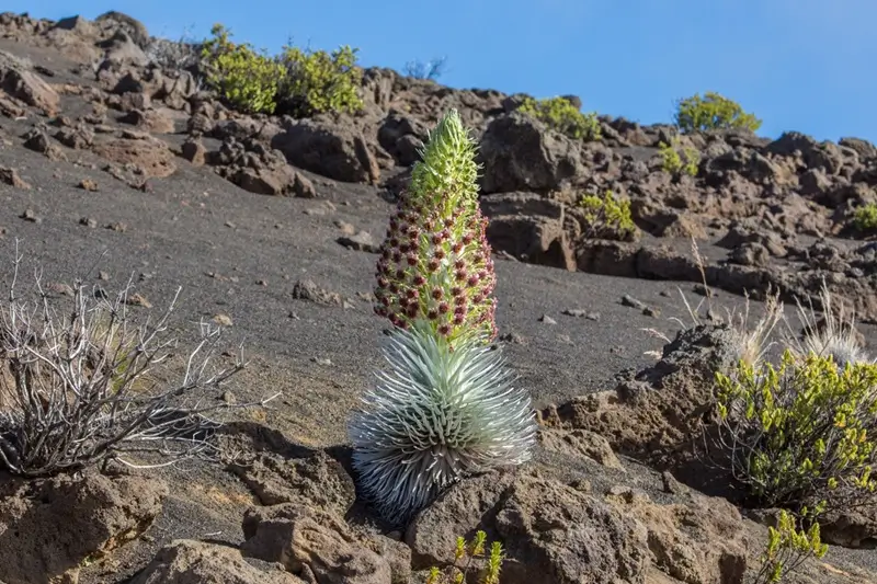 Blühende Haleakalā-Silberschwertpflanze mit hohem Blütenstiel, die zwischen Felsen an einem dunklen Vulkanhang wächst.