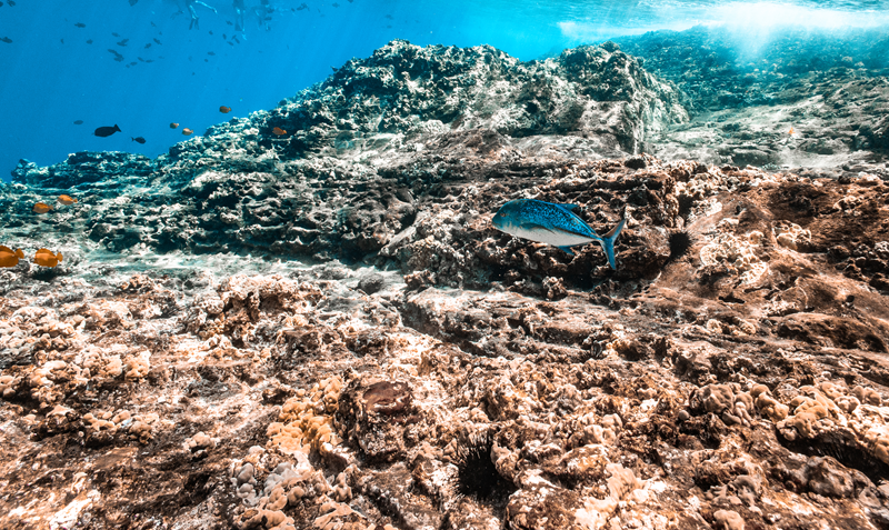 Bluefin trevally swimming along a shallow Maui reef edge