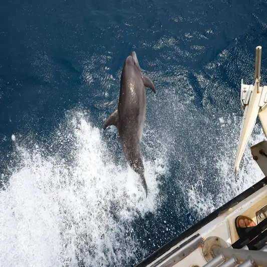 Bottlenose dolphin swimming beside a boat in deep blue Maui ocean water.