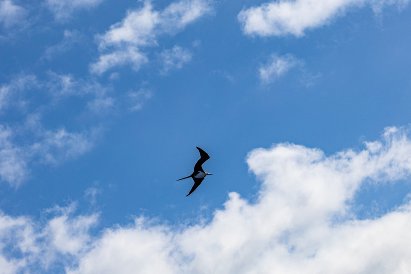 Great frigatebird flying through blue sky with scattered clouds above Maui.