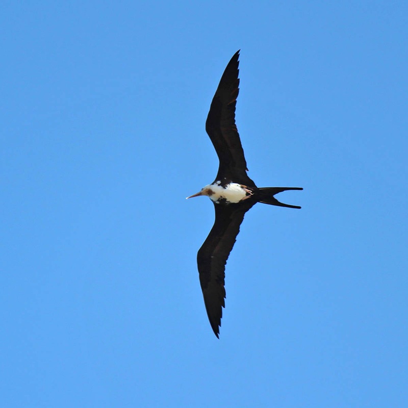 Great frigatebird soaring against a clear blue sky, showing long narrow wings, a forked tail, and a white chest patch