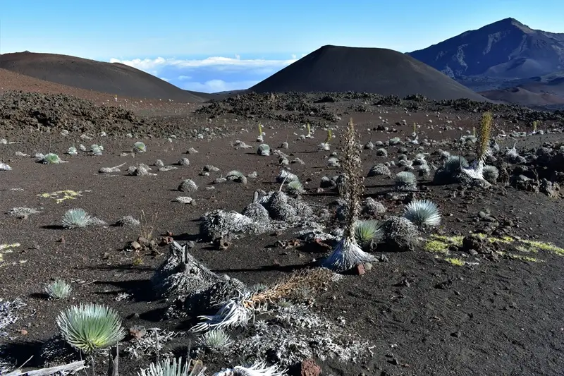 Haleakalā Silversword Plant: Rare Maui Bloom Guide
