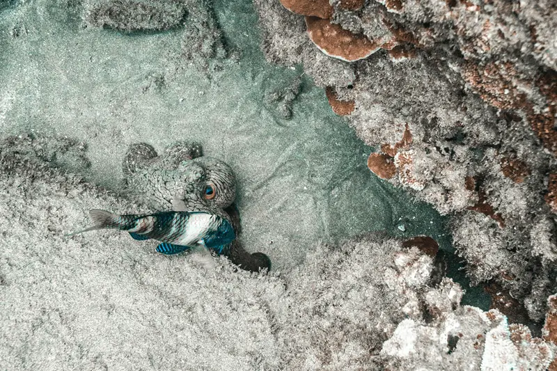 Hawaiian day octopus with a fish on sandy ocean floor near reef in Maui