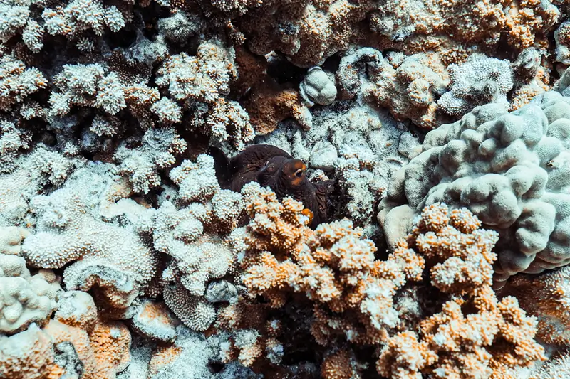 Hawaiian day octopus camouflaged among coral reef with textured skin blending into reef in Maui