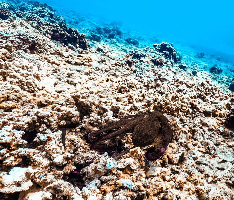 マウイ島のハワイアンデー・タコ：タコに関する事実と、タコを見つける場所