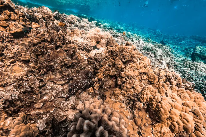 Hawaiian day octopus moving along coral reef slope with rocky structure in clear Maui water