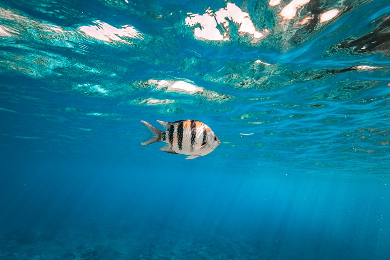 Ein gestreifter hawaiianischer Sergeantfisch schwimmt knapp unter der Meeresoberfläche im klaren blauen Wasser vor Maui.