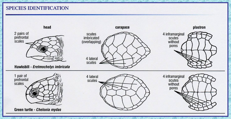 Artenidentifizierungsdiagramm zum Vergleich von Karettschildkröten und Grünen Meeresschildkröten anhand von Kopf-, Rücken- und Bauchpanzermerkmalen.