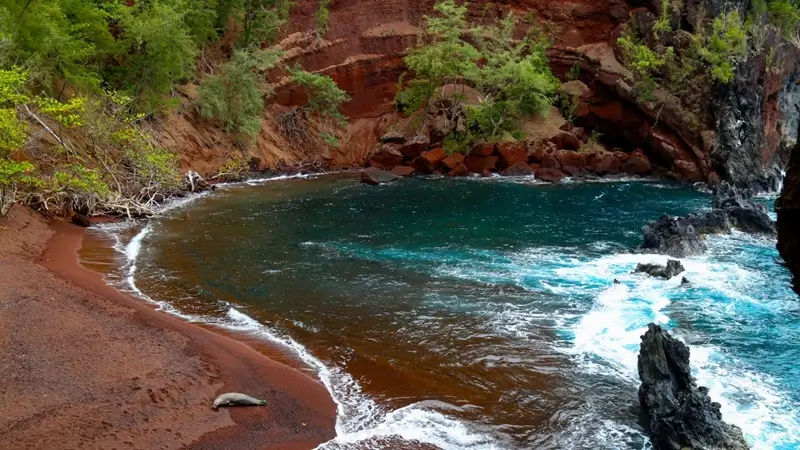 Hawaiian monk seal resting on Red Sand Beach in Hana, Maui, beside turquoise ocean water and red cliffs.