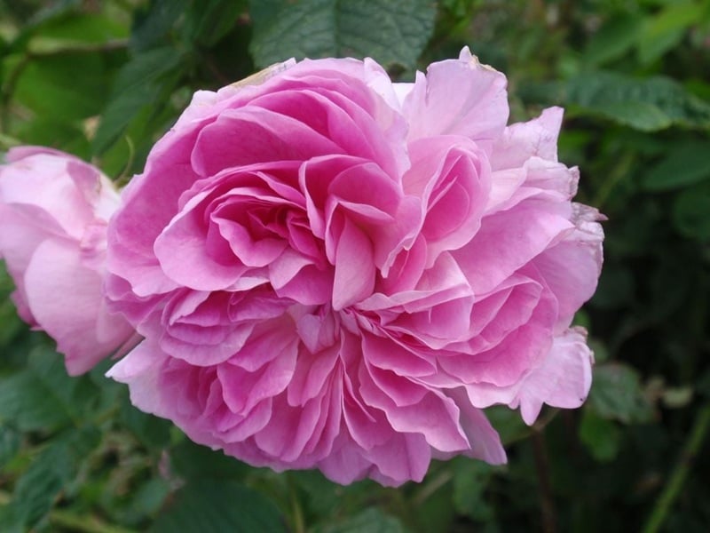 Lokelani Flower: Maui’s Official Rose