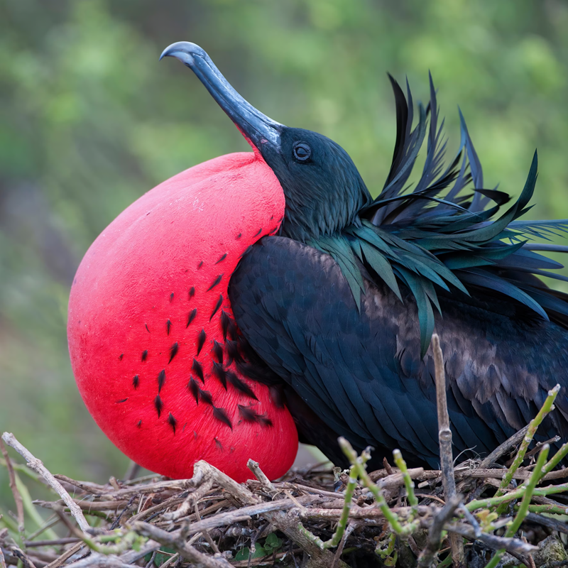 Male great frigatebird with an inflated red throat pouch resting in a nest, showing dark feathers and a hooked bill