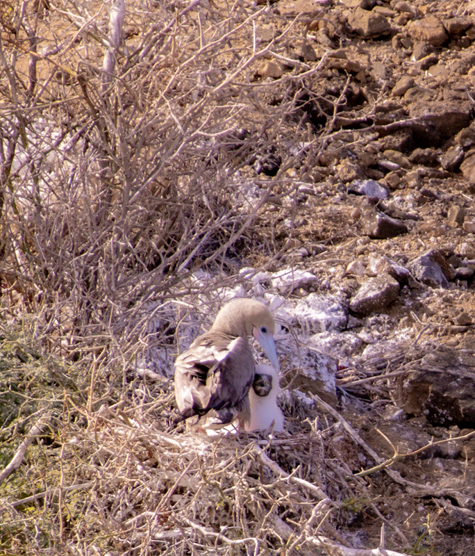 Adult booby bird nesting with a chick among dry brush and rocky ground, showing Maui seabird habitat.