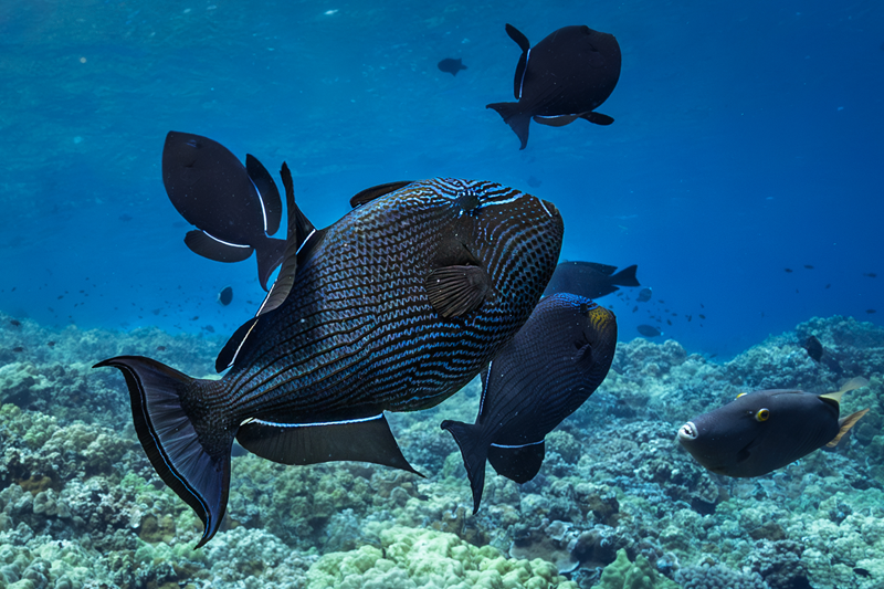 マウイ島のクロモンガラ：この遊び好きなサンゴ礁の魚を見つける方法