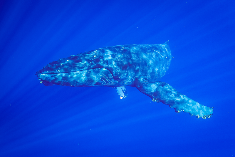 マウイ島のザトウクジラの歌：シュノーケリング中にその歌声を聞く方法