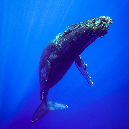 Humpback whale swimming underwater in deep blue ocean water, highlighting Maui’s winter whale season.
