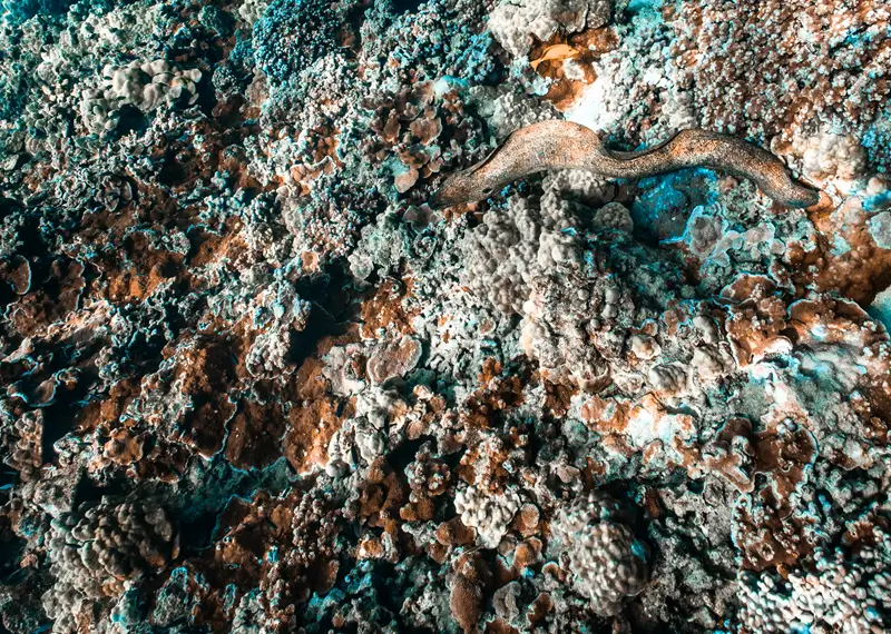 Moray eel swimming above coral reef underwater in clear Maui ocean with detailed reef formations below.