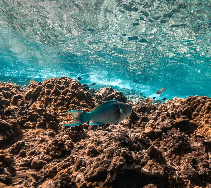 Papageifische schwimmen über einem Korallenriff, auf dessen Wasseroberfläche sich das Sonnenlicht im klaren Meer vor Maui spiegelt.