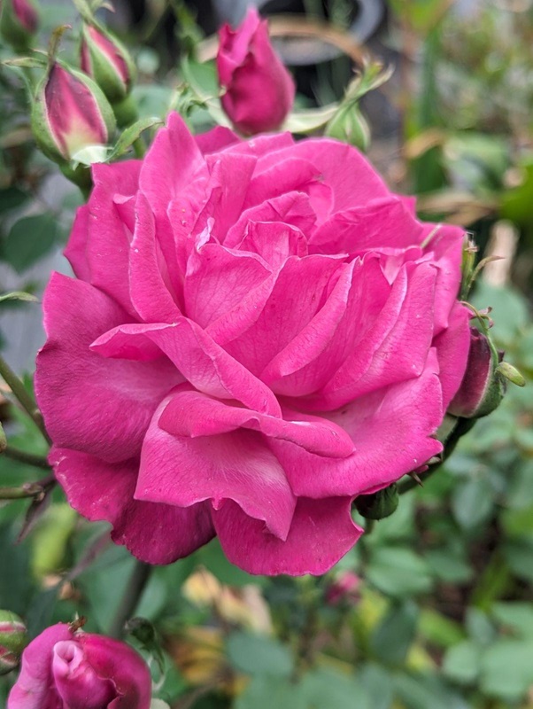 Nahaufnahme einer leuchtend pinkfarbenen Lokelani-Rose mit nahegelegenen Rosenknospen und grünen Blättern, die die offizielle Blume von Maui repräsentiert.