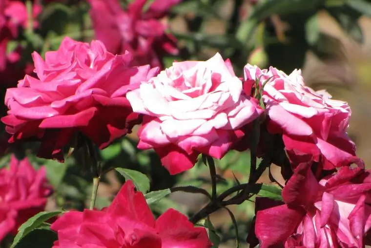 Mehrere rosafarbene Lokelani-Rosen blühen im hellen Sonnenlicht mit grünen Gartenblättern und repräsentieren die offizielle Blume von Maui.