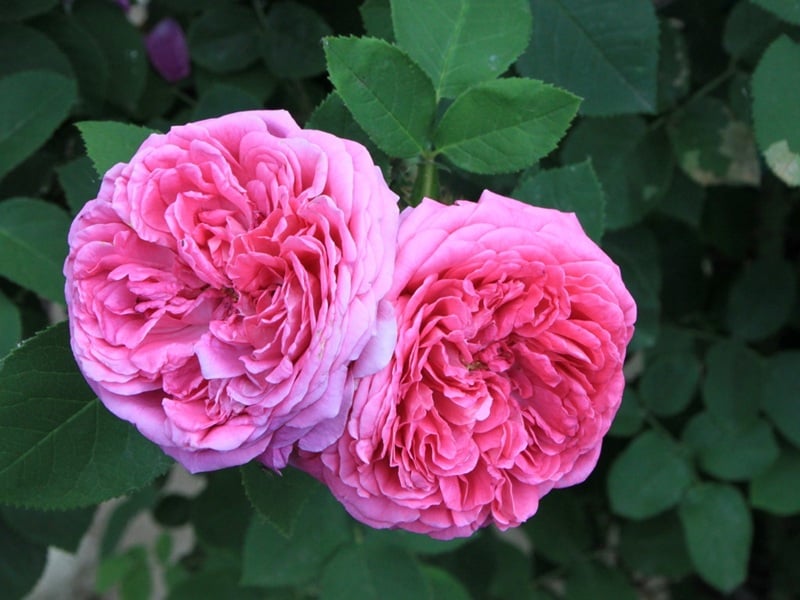 Zwei rosafarbene Lokelani-Rosenblüten mit geschichteten Blütenblättern und grünen Blättern, die die offizielle Blume von Maui repräsentieren.