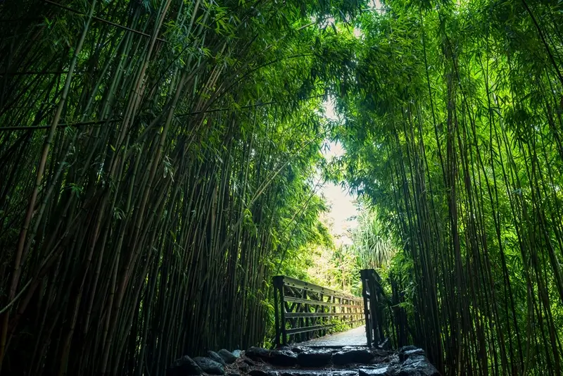 Sendero con puente de madera que atraviesa un denso bosque de bambú en el sendero Pipiwai de Maui, con altos tallos verdes.