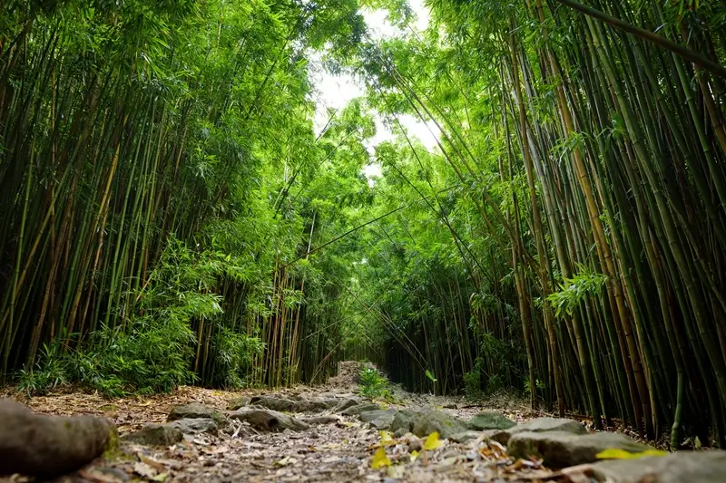 Guía del Sendero Pipiwai en Maui: Bosque de Bambú y Cascadas Waimoku