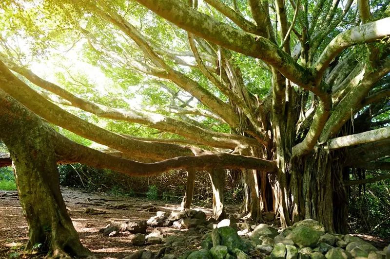 Large banyan tree with spreading roots and thick branches along Pipiwai Trail Maui