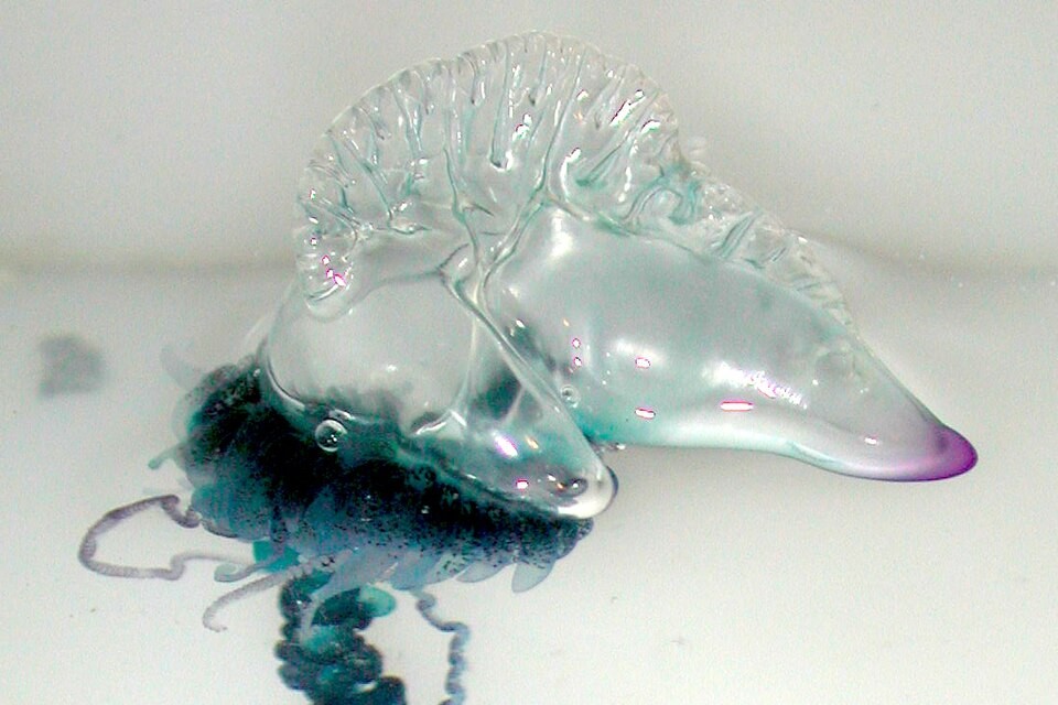 Portuguese man-o’-war with a translucent float and blue tentacles visible in the water