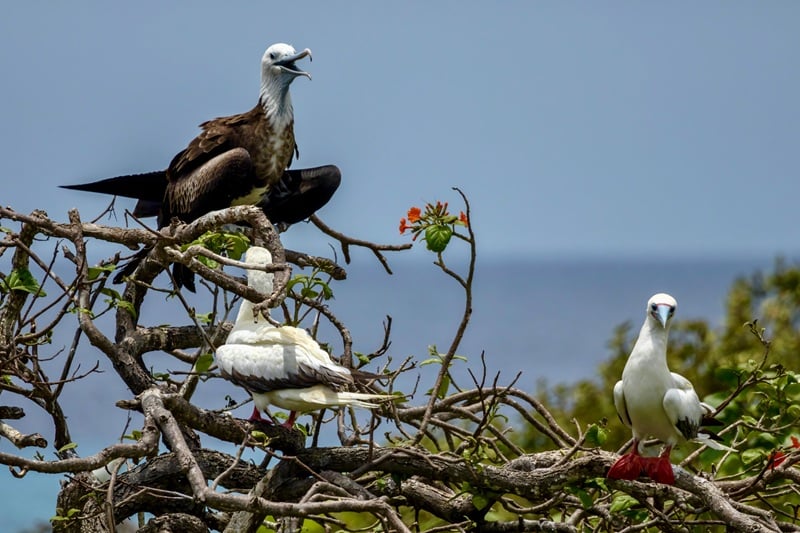 マウイ島に生息するカツオドリ：4種とその観察スポット