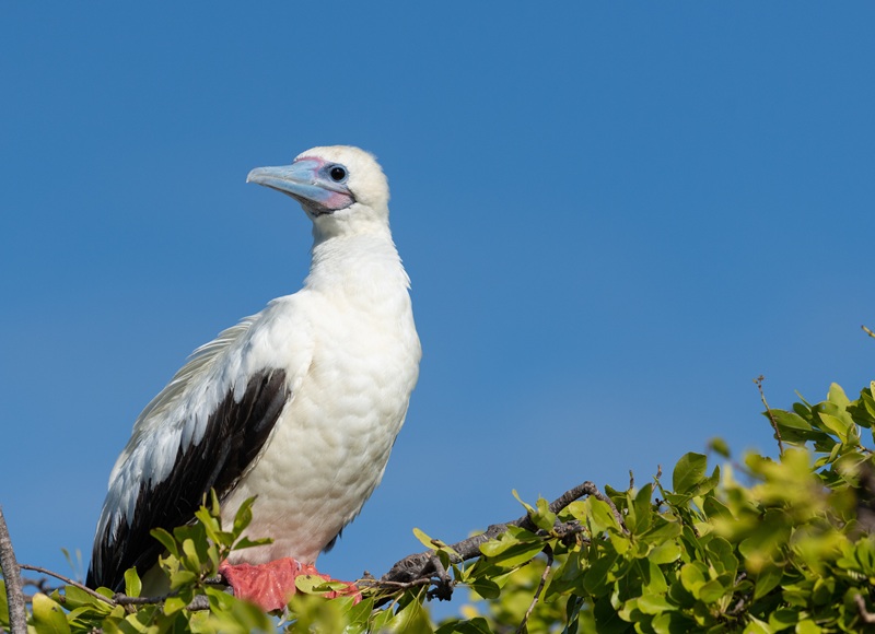 Red-footed booby perched in green coastal foliage against a clear blue sky, showing its pale body and red feet.