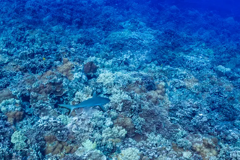 Reef shark swimming above coral reef underwater in clear blue Maui ocean water.