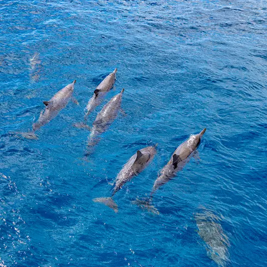 Spinnerdelfine schwimmen gemeinsam nahe der Meeresoberfläche im klaren blauen Wasser des Maui-Meeres.