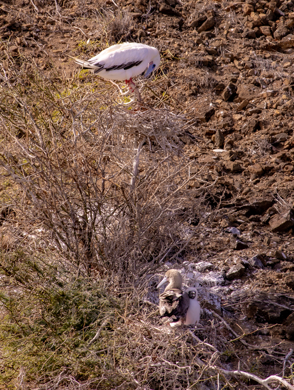 Red-footed booby birds nesting in dry brush on rocky ground, with one adult bird and chick below.