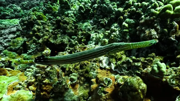 Trumpetfish swimming horizontally along coral reef with striped body in clear Maui ocean water