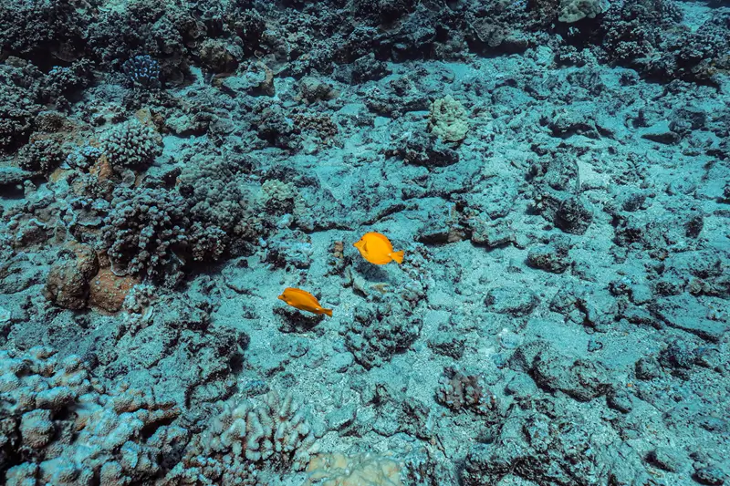 Two yellow tang fish swim over a Maui coral reef with blue water, rocky coral, and reef structure below.